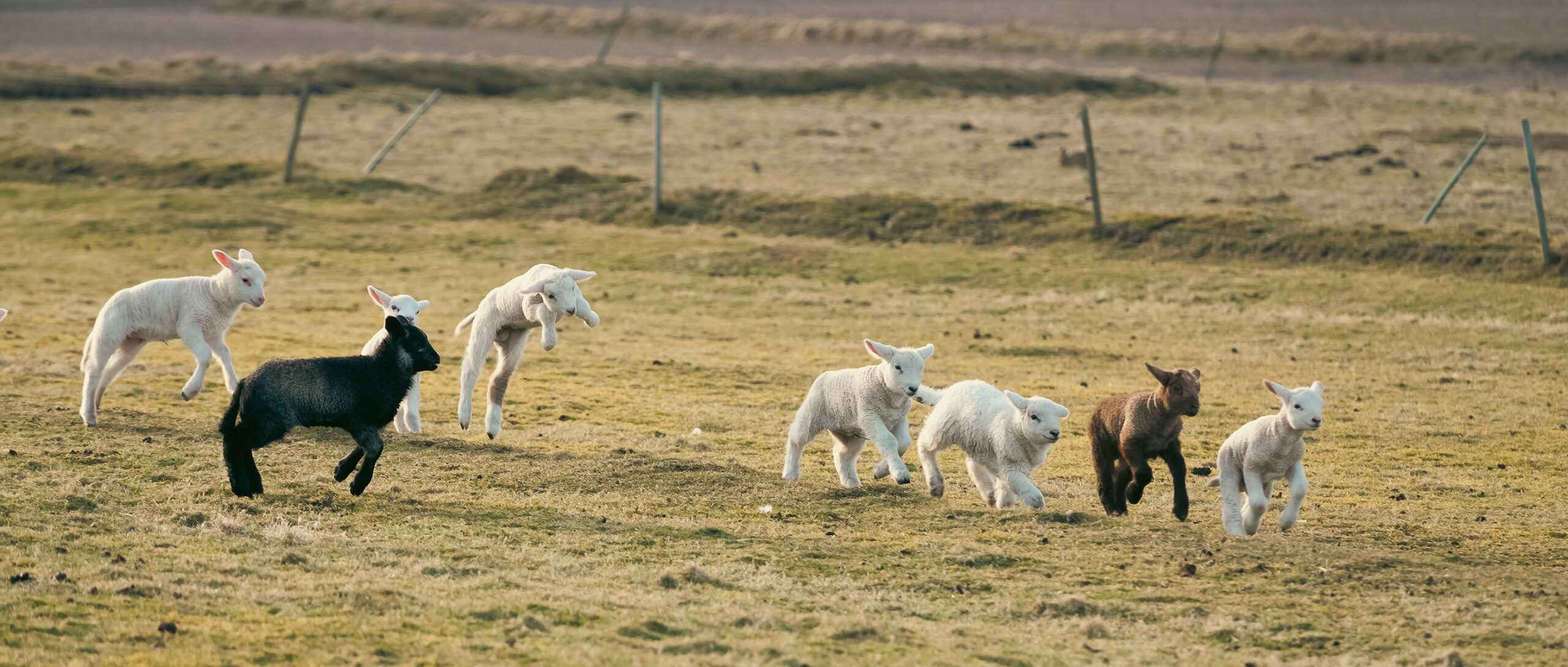 Gang of lambs going crazy